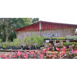 Dia da Árvore: materiais de descarte poderão ser trocados por mais de vinte espécies de plantas